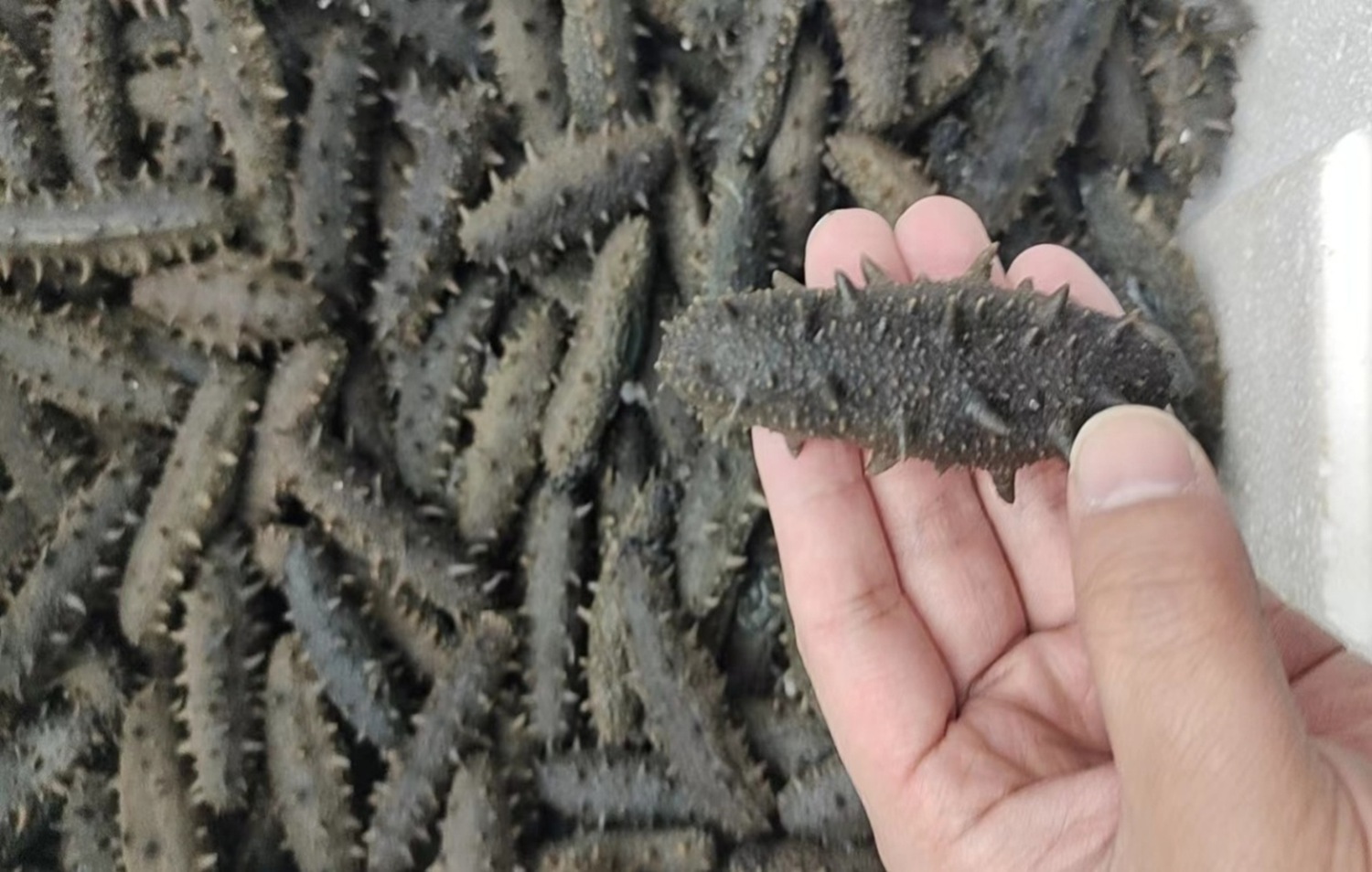 走进千鸿海参的研发中心